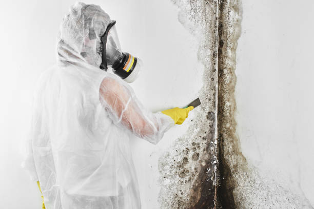 Home Mold Removal in Albany, MN