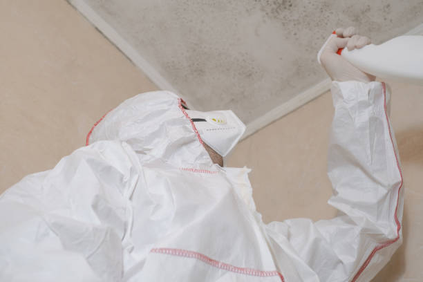 Albany, MN Mold Removal Company